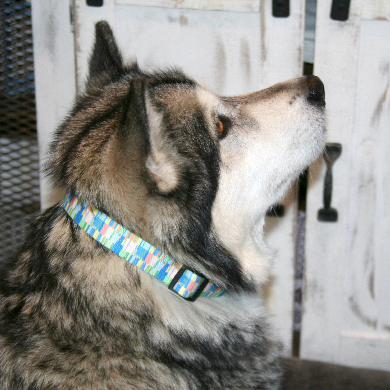 1-2020-Our categories-Dog Collars2
